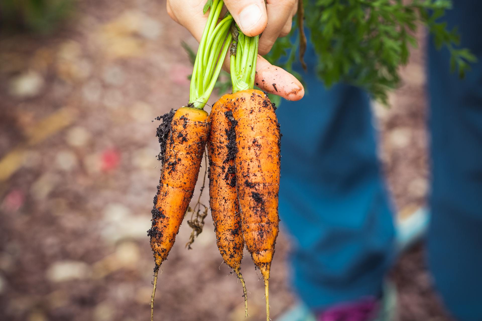 8 Vegetables You Should Never Plant Near Your Carrot Crop