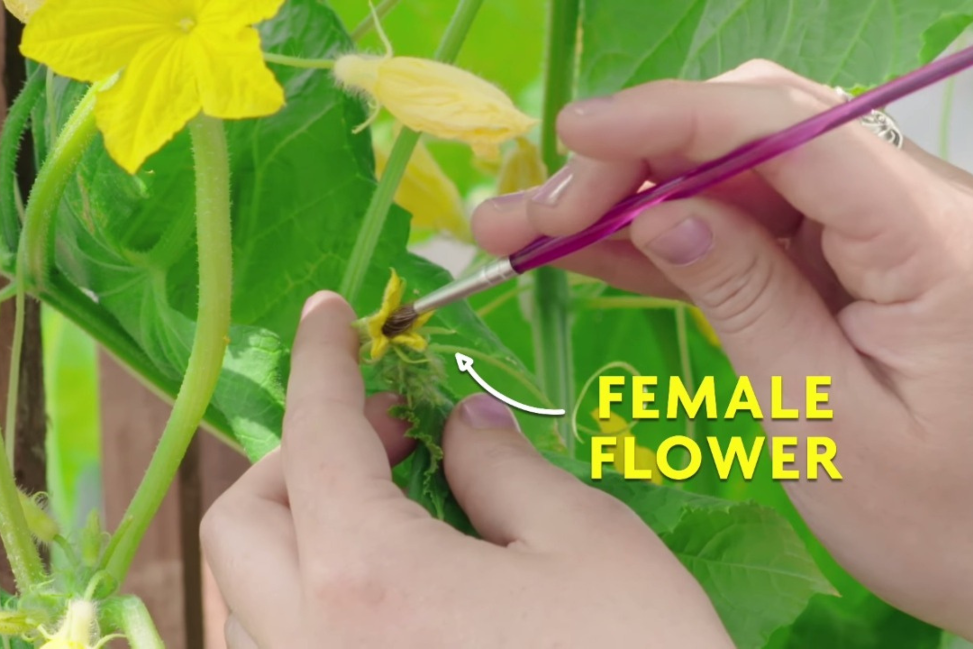 How to Correctly Hand Pollinate Your Cucumber and Zucchini Plants