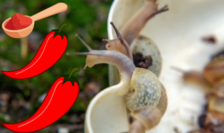 How to Effectively Use Red Hot Pepper to Repel Aphids and Slugs From Your Garden
