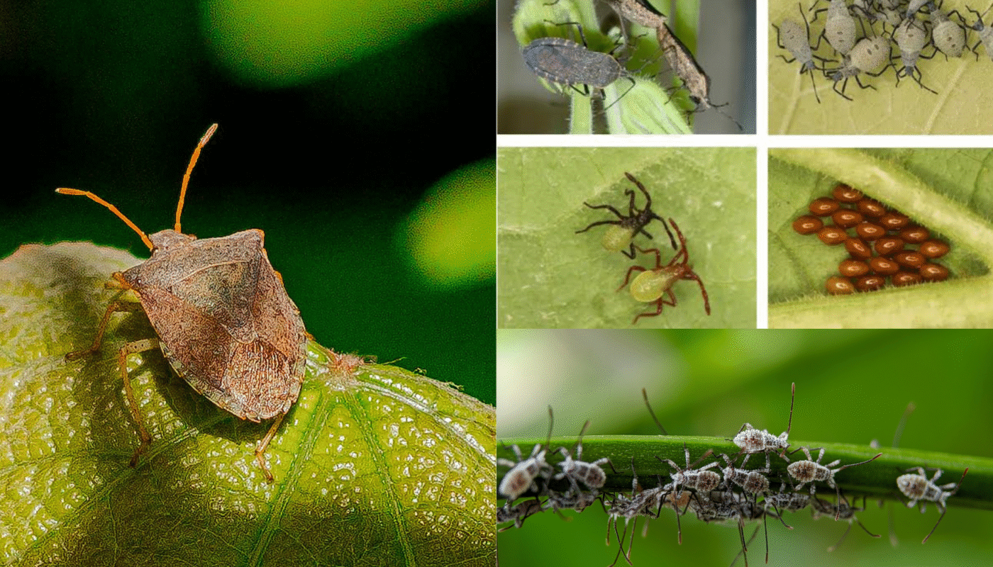How to Get Rid of Squash Bugs in Your Garden
