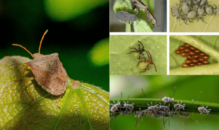 How to Get Rid of Squash Bugs in Your Garden