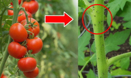 How to Get Rid of Tomato Black Flies Using Apple Cider Vinegar