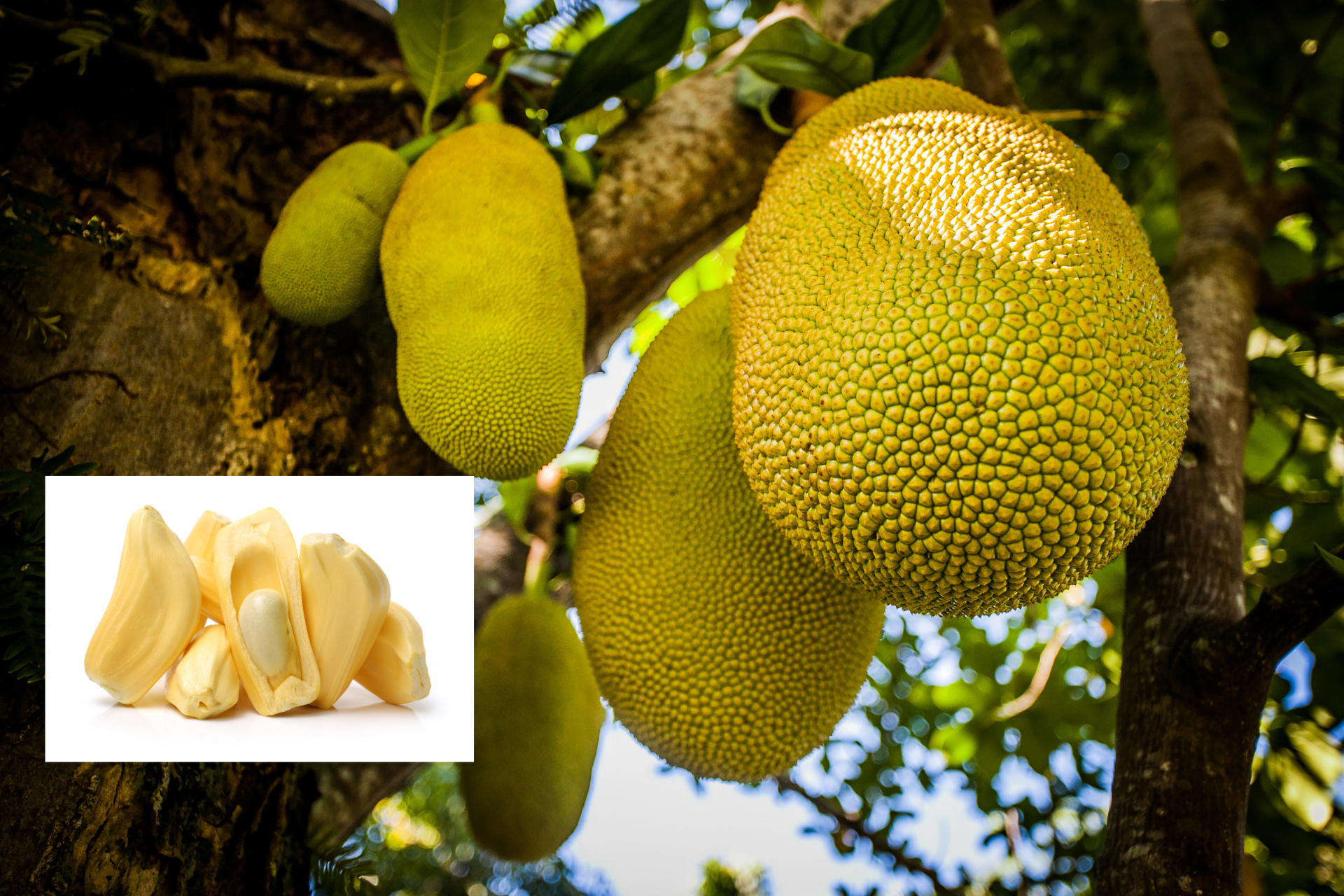 How to Grow Jackfruit from Seed