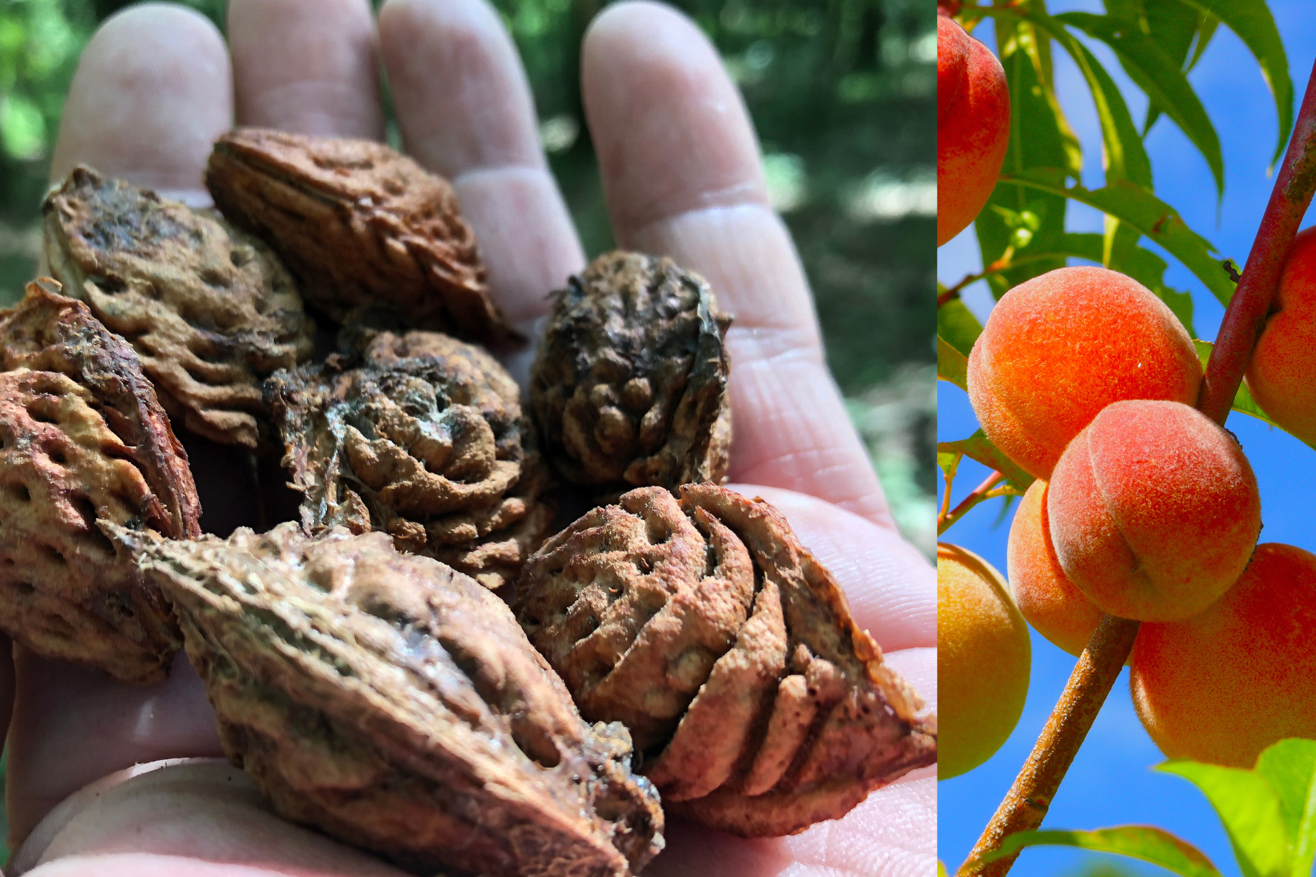 How to Grow Peach Tree From Seed