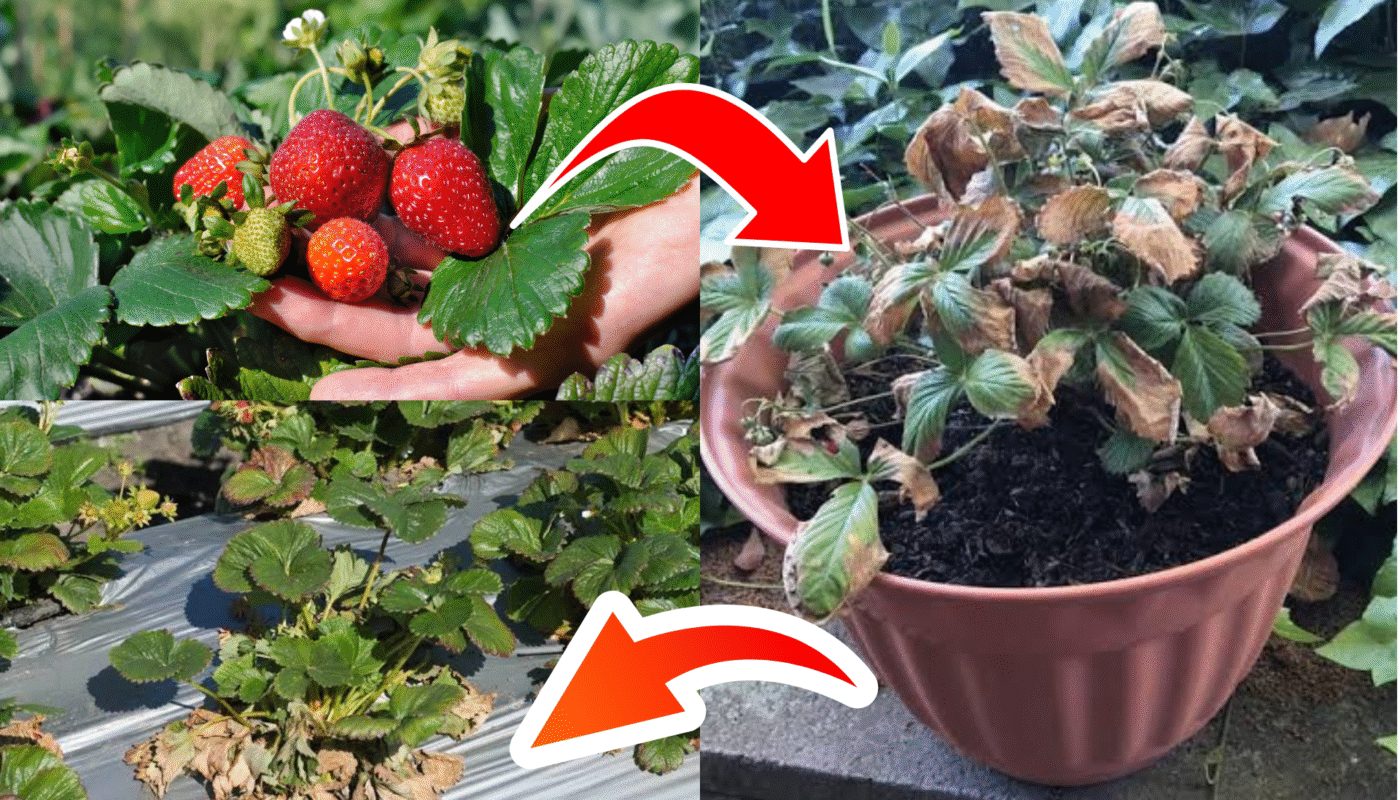 How to Identify and Treat Verticillium Wilt in Strawberry Plants