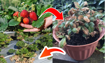 How to Identify and Treat Verticillium Wilt in Strawberry Plants