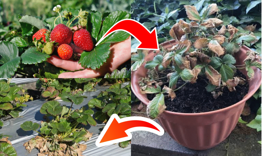 How to Identify and Treat Verticillium Wilt in Strawberry Plants