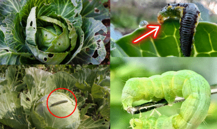How to Prevent and Treat Cabbage Worm Infestation
