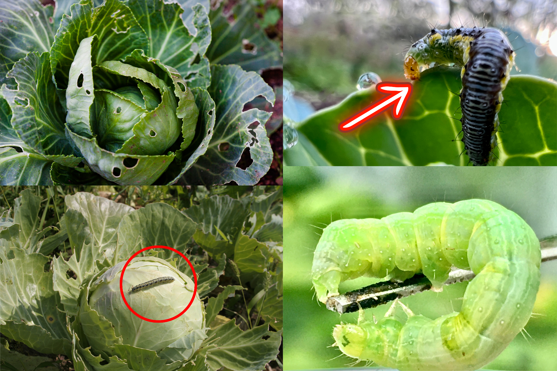 How to Prevent and Treat Cabbage Worm Infestation