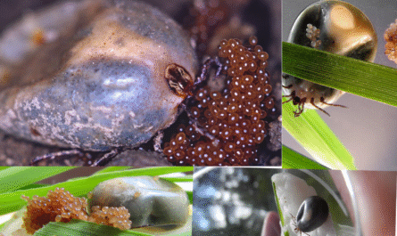 How to Properly Manage and Dispose of Tick Eggs in Your Garden