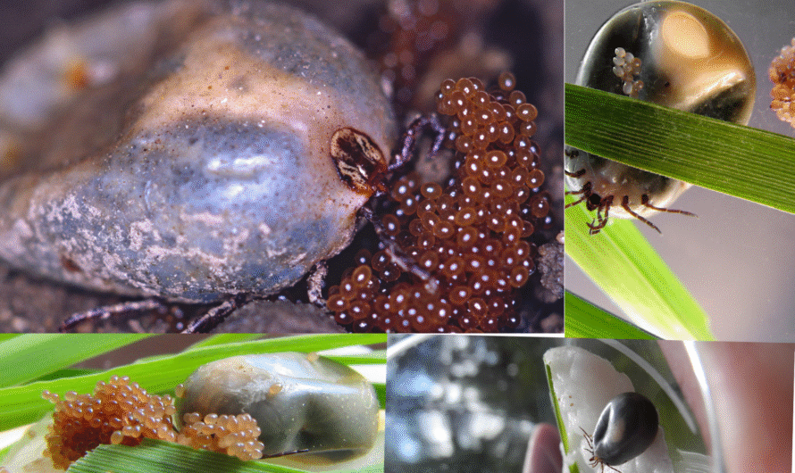 How to Properly Manage and Dispose of Tick Eggs in Your Garden