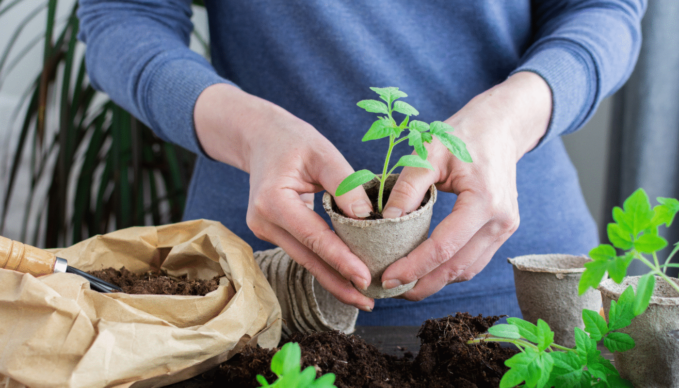 How to Revive Your Plants After Transplanting Them