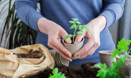 How to Revive Your Plants After Transplanting Them