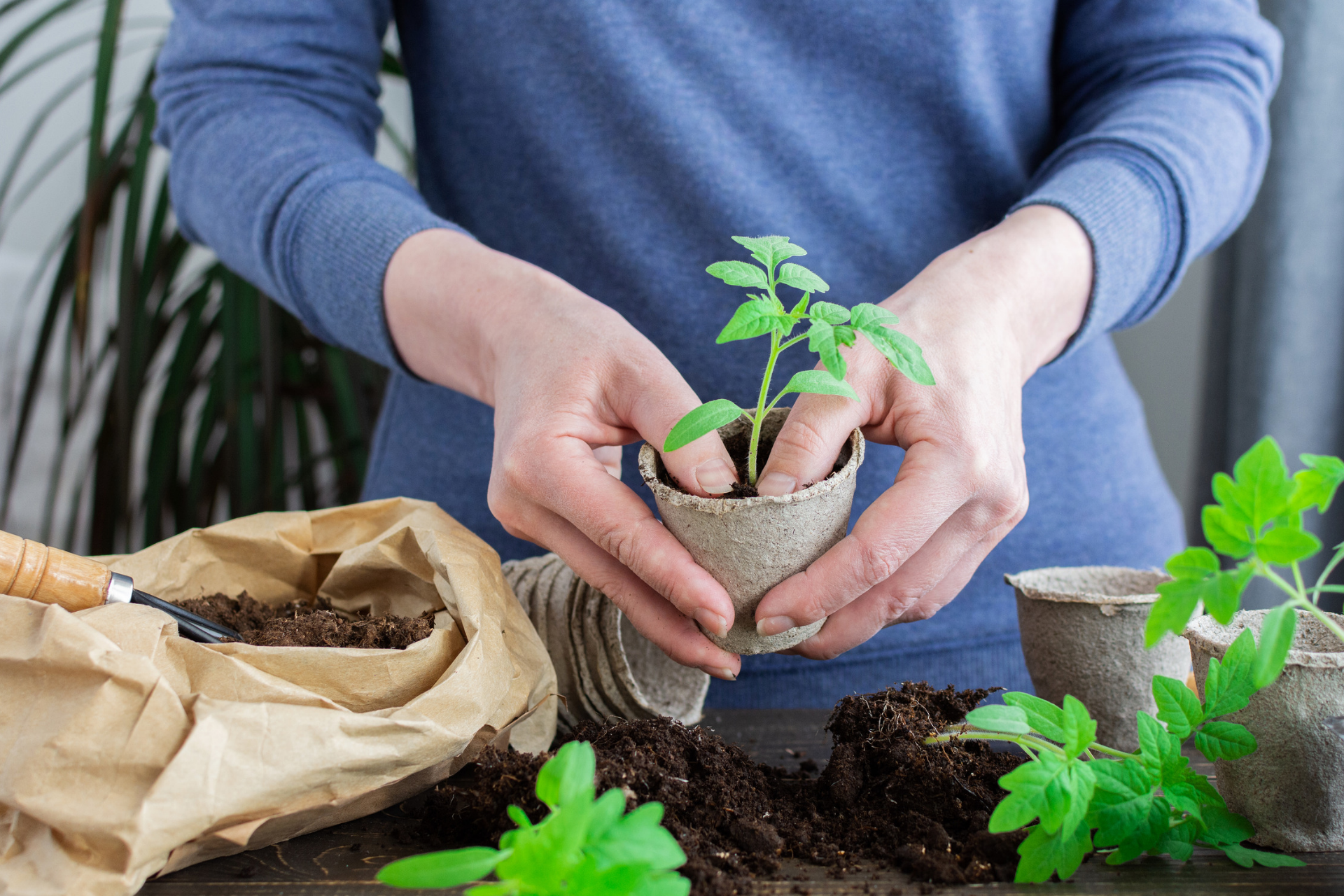 How to Revive Your Plants After Transplanting Them