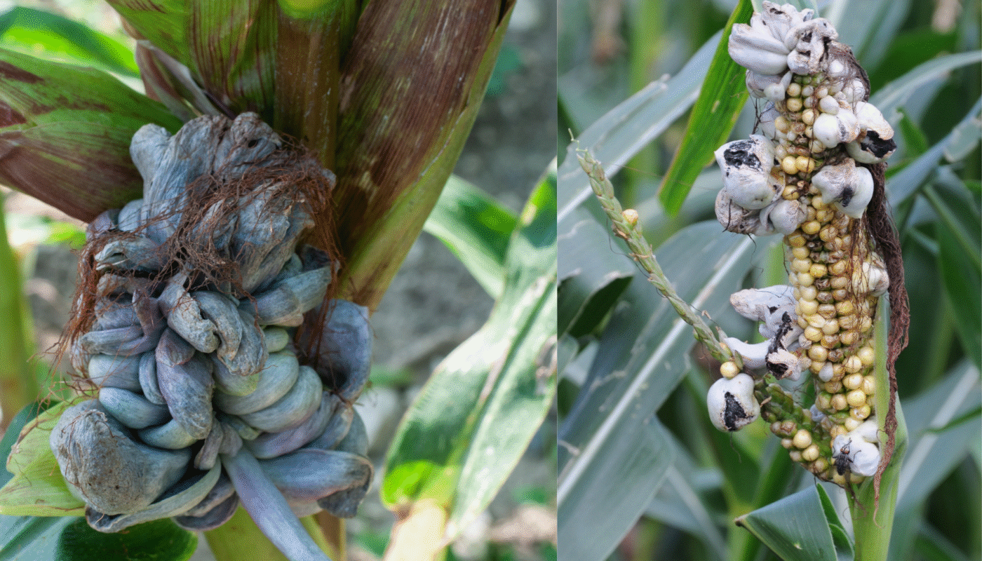 How to Treat and Prevent Corn Smut Disease