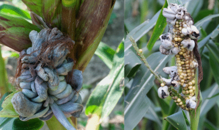 How to Treat and Prevent Corn Smut Disease