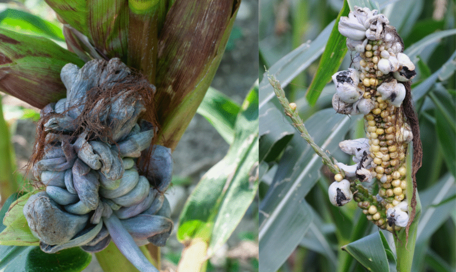 How to Treat and Prevent Corn Smut Disease