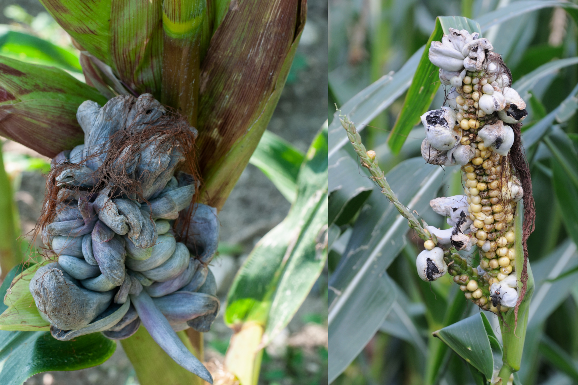 How to Treat and Prevent Corn Smut Disease