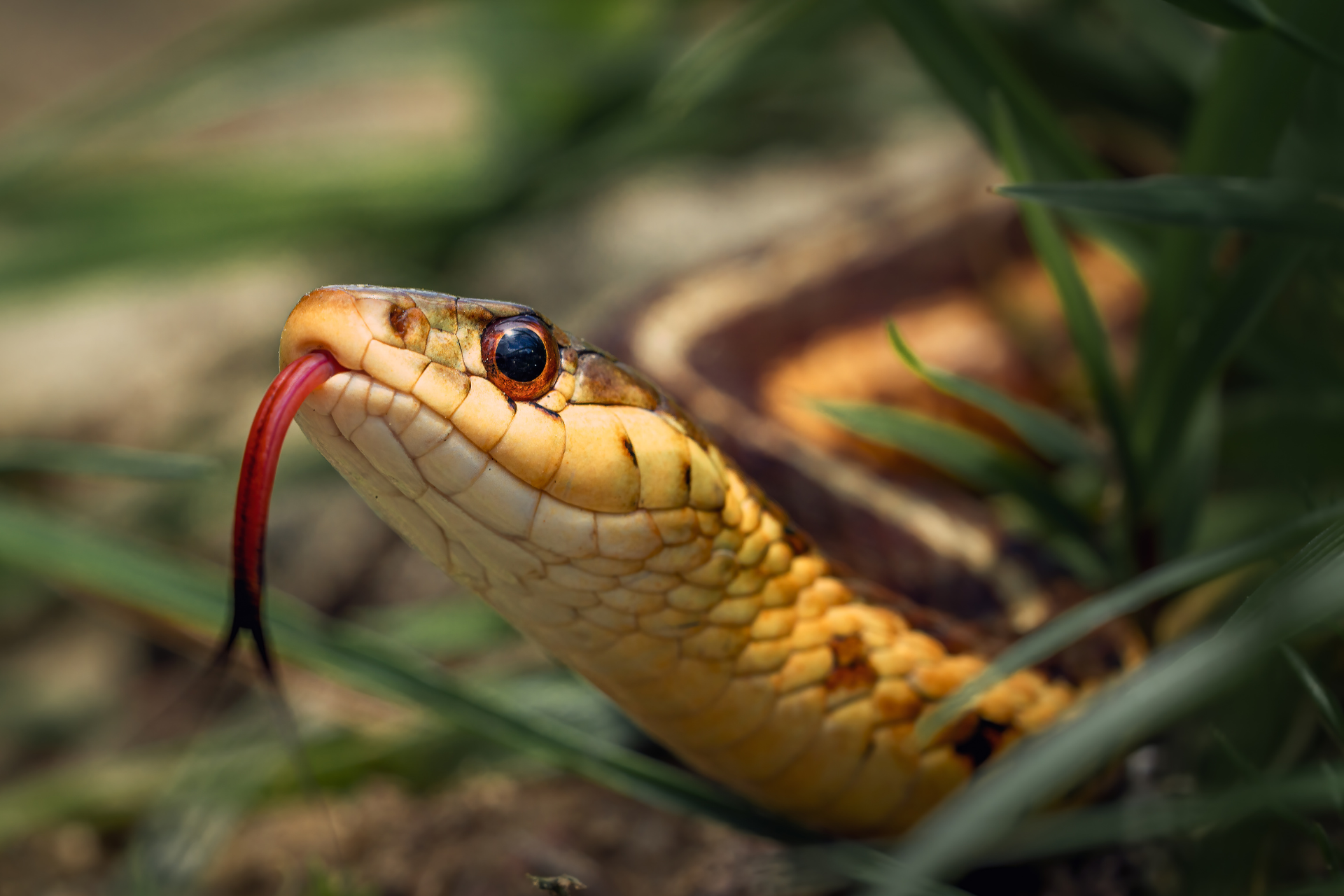 Snake in the garden