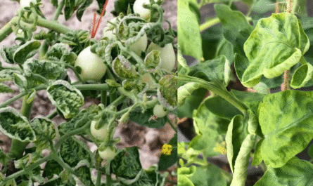 Why Your Tomato Leaves Are Curling and How to Fix It