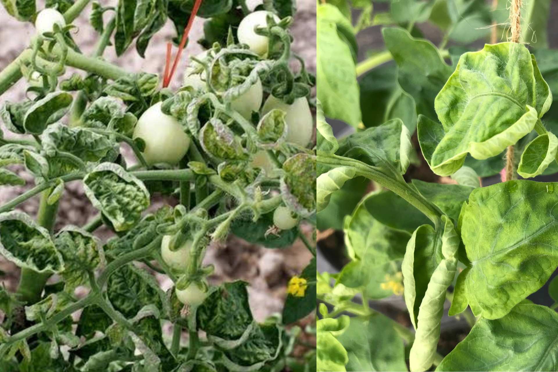 Why Your Tomato Leaves Are Curling and How to Fix It