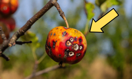 Apple Scab Disease