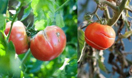 Cracked tomatoes