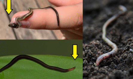 How to Prevent and Get Rid of Dolichoplana in Your Garden