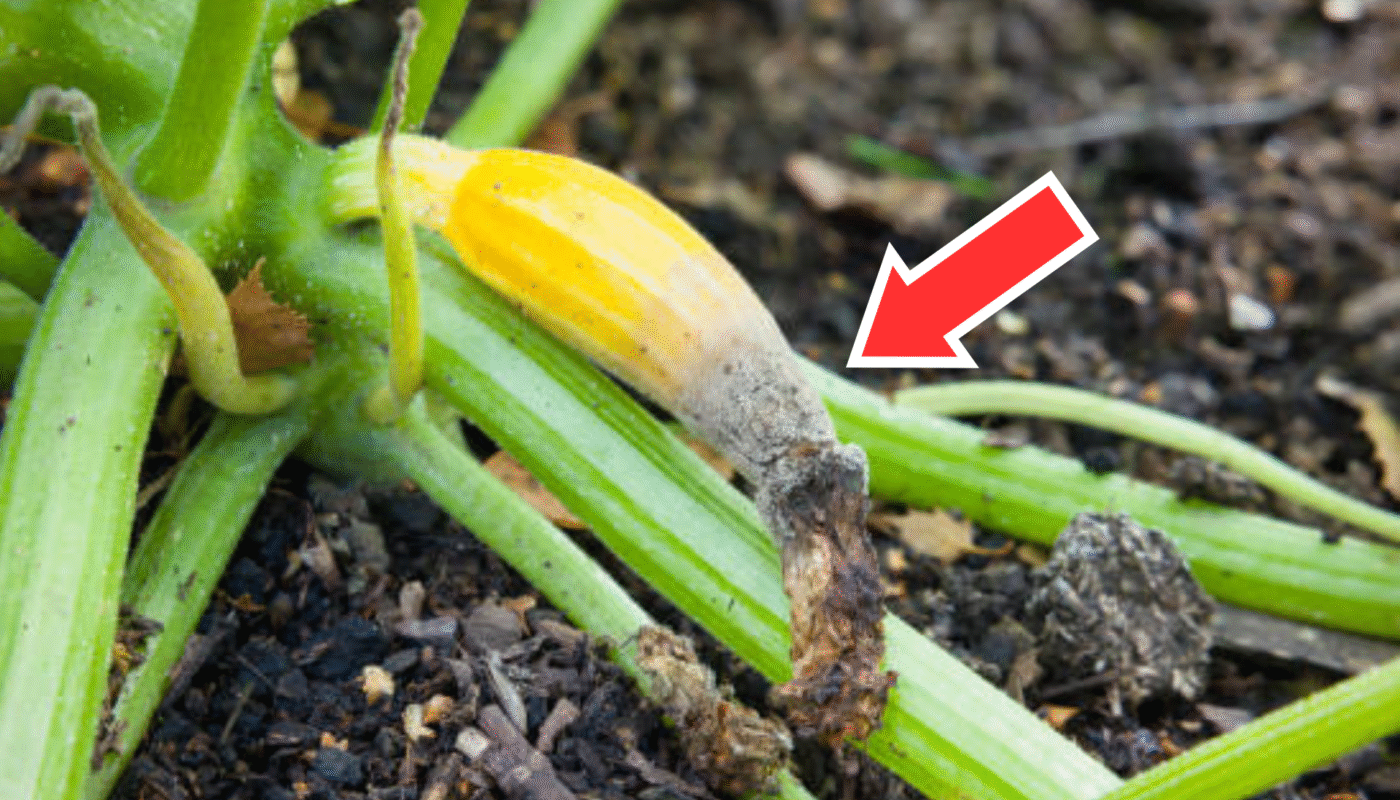 How to Treat and Prevent Blossom End Rot in Zucchini Plants