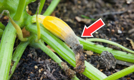 How to Treat and Prevent Blossom End Rot in Zucchini Plants