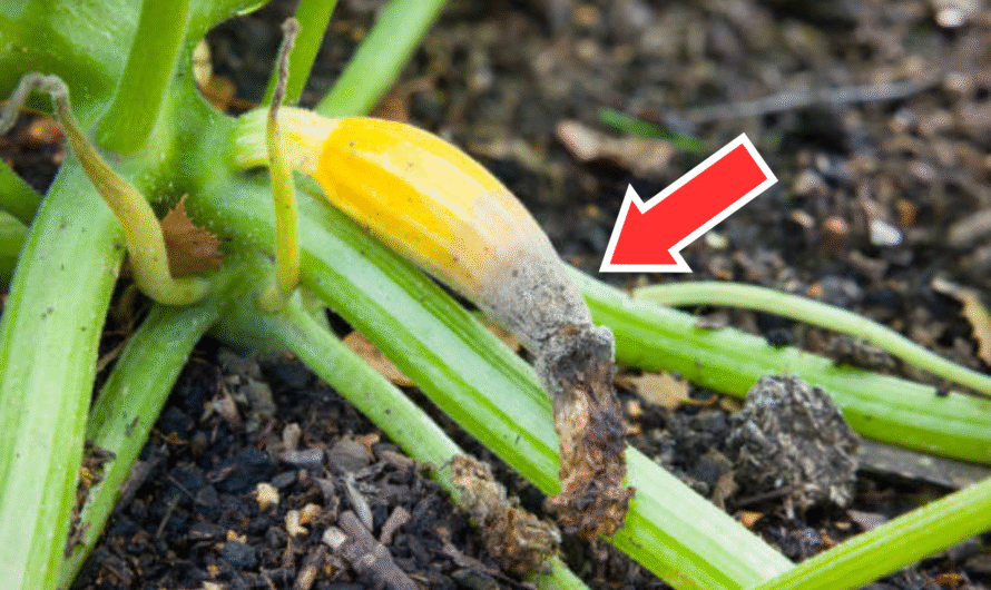 How to Treat and Prevent Blossom End Rot in Zucchini Plants