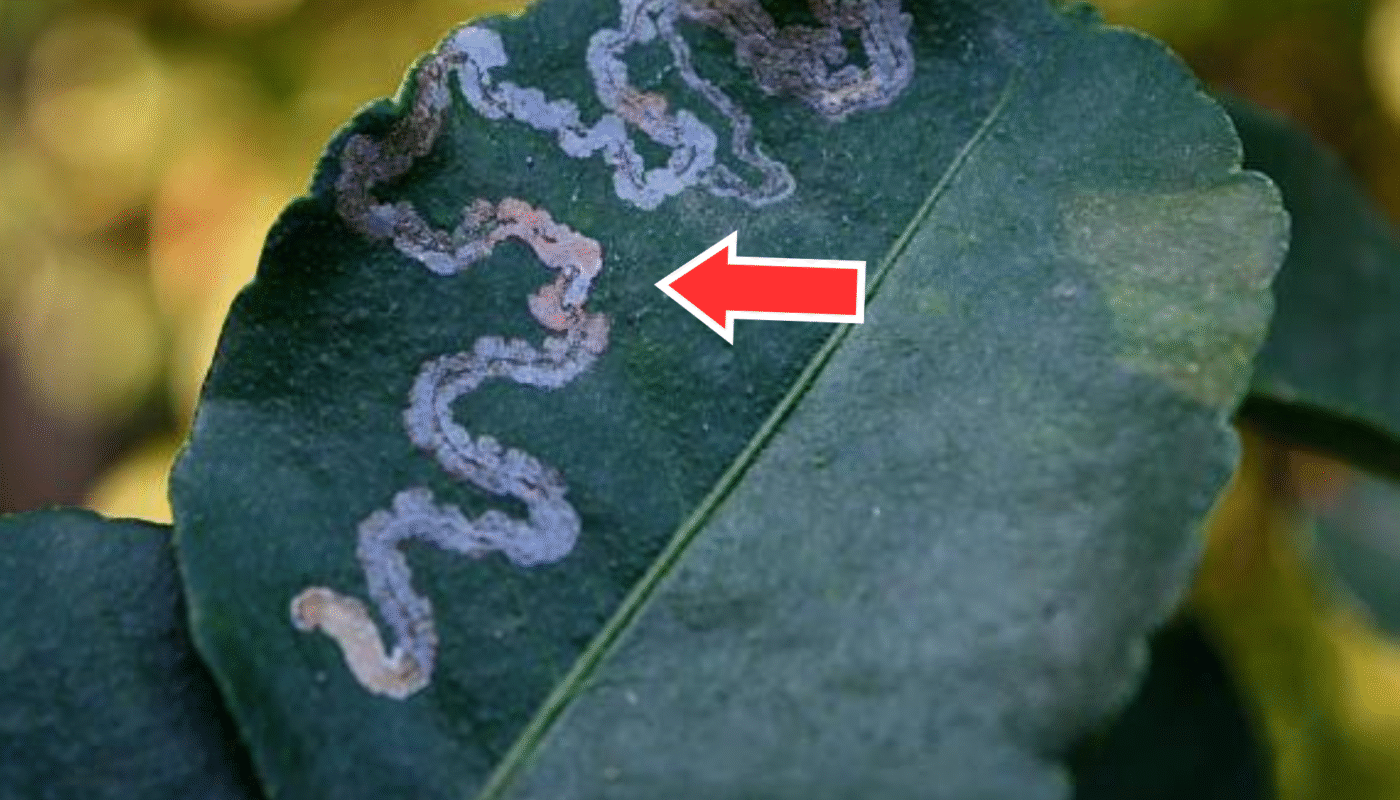 Leaf miners