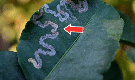 Leaf miners