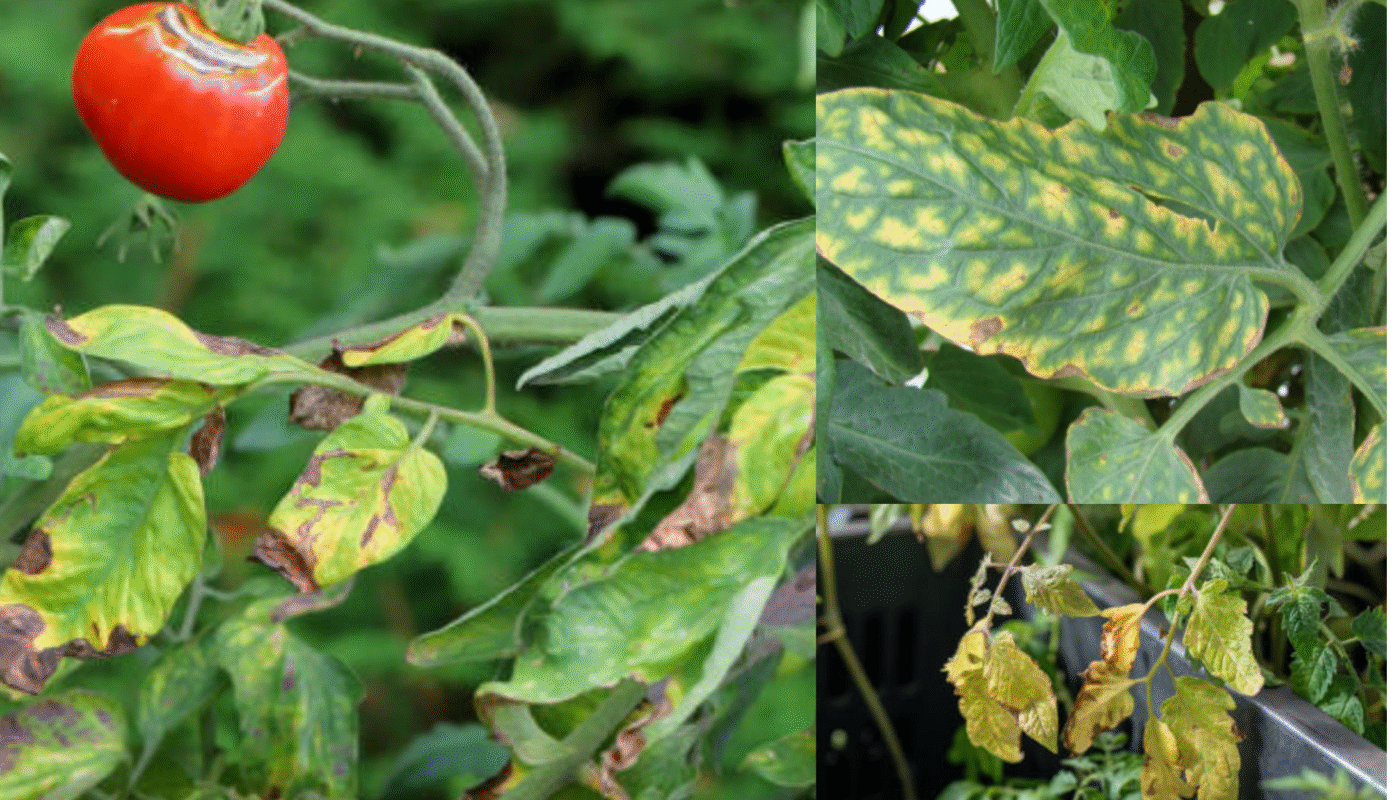 Why Your Tomato Leaves Are Turning Yellow and How to Fix It