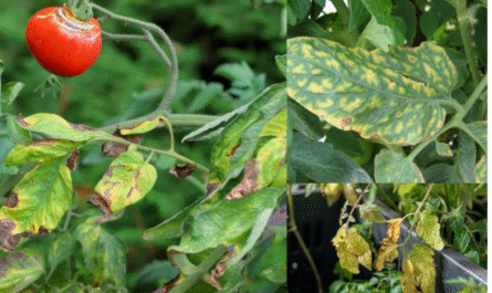 Why Your Tomato Leaves Are Turning Yellow and How to Fix It