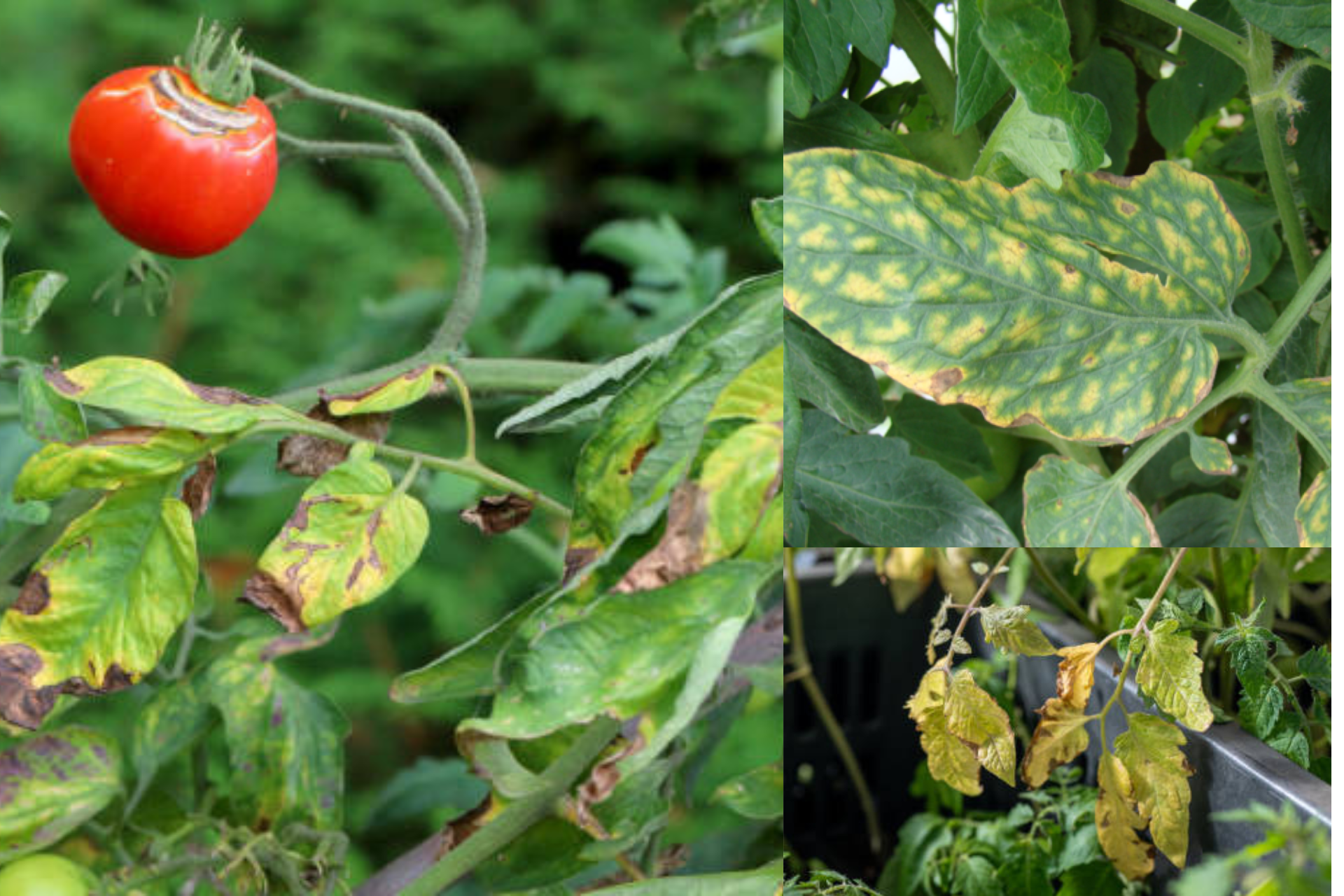 Why Your Tomato Leaves Are Turning Yellow and How to Fix It