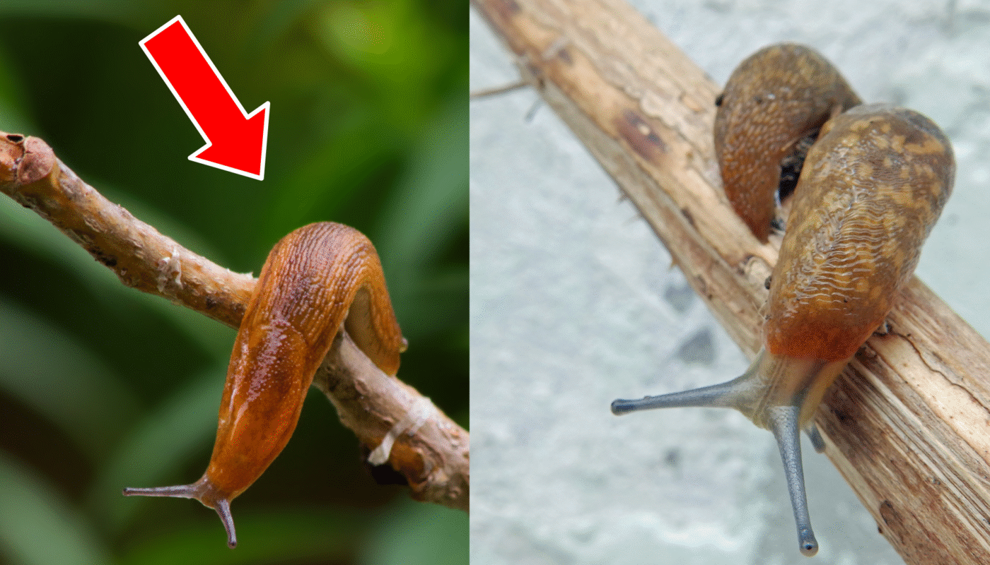 8 Reasons Why Your Garden is Filled with Slugs and How to Get Rid of Them