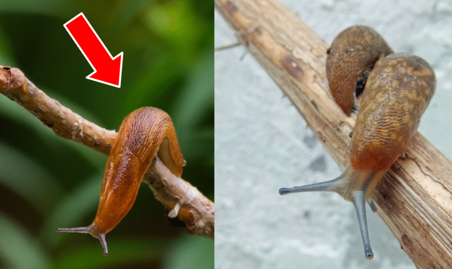 8 Reasons Why Your Garden is Filled with Slugs and How to Get Rid of Them