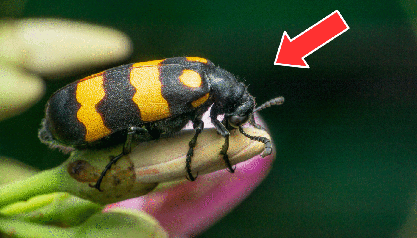 Blister Bugs
