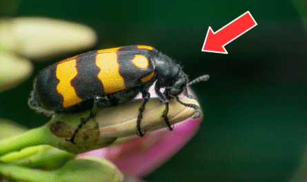 Blister Bugs