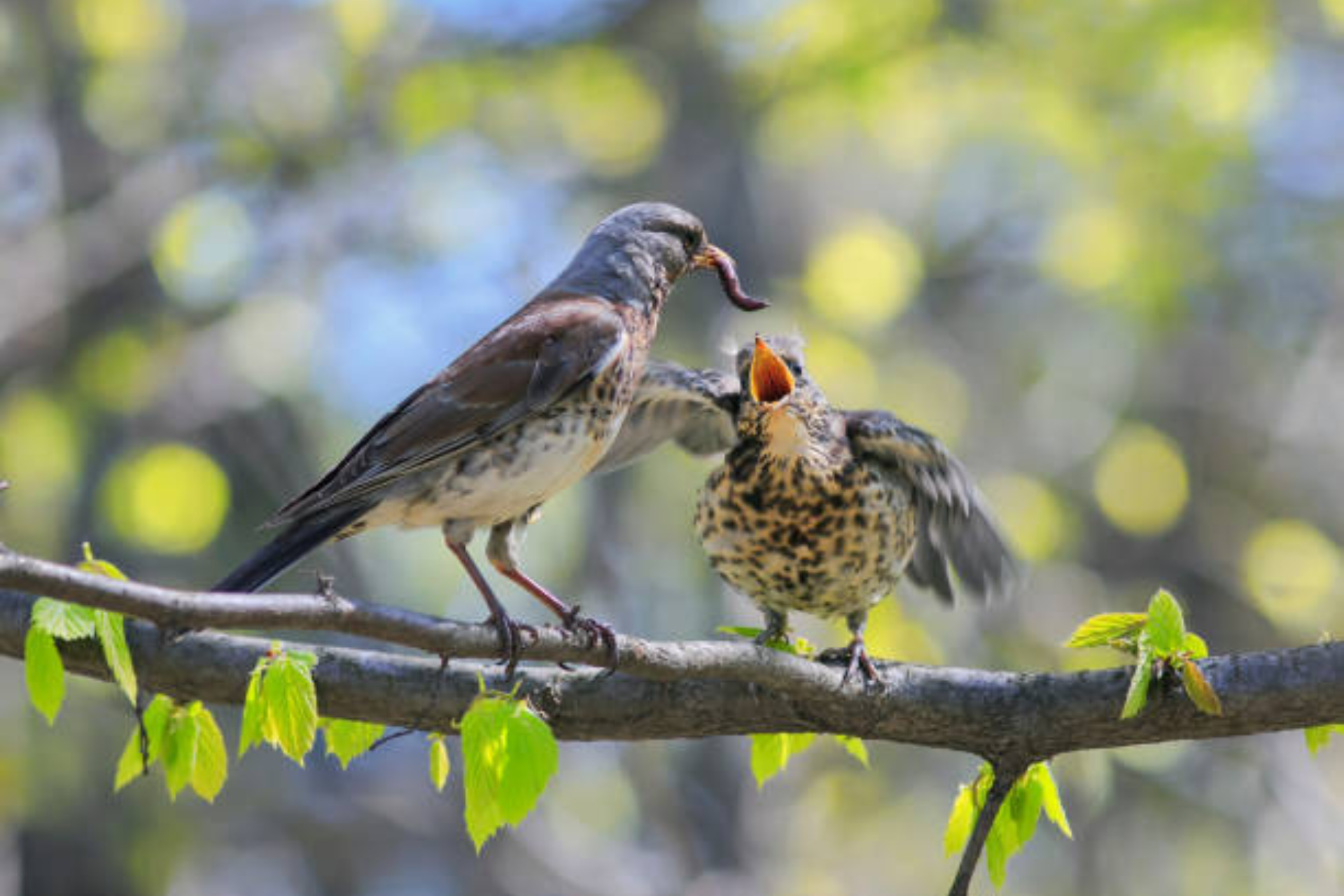 How To Attract Birds That Eat Slugs To Your Garden