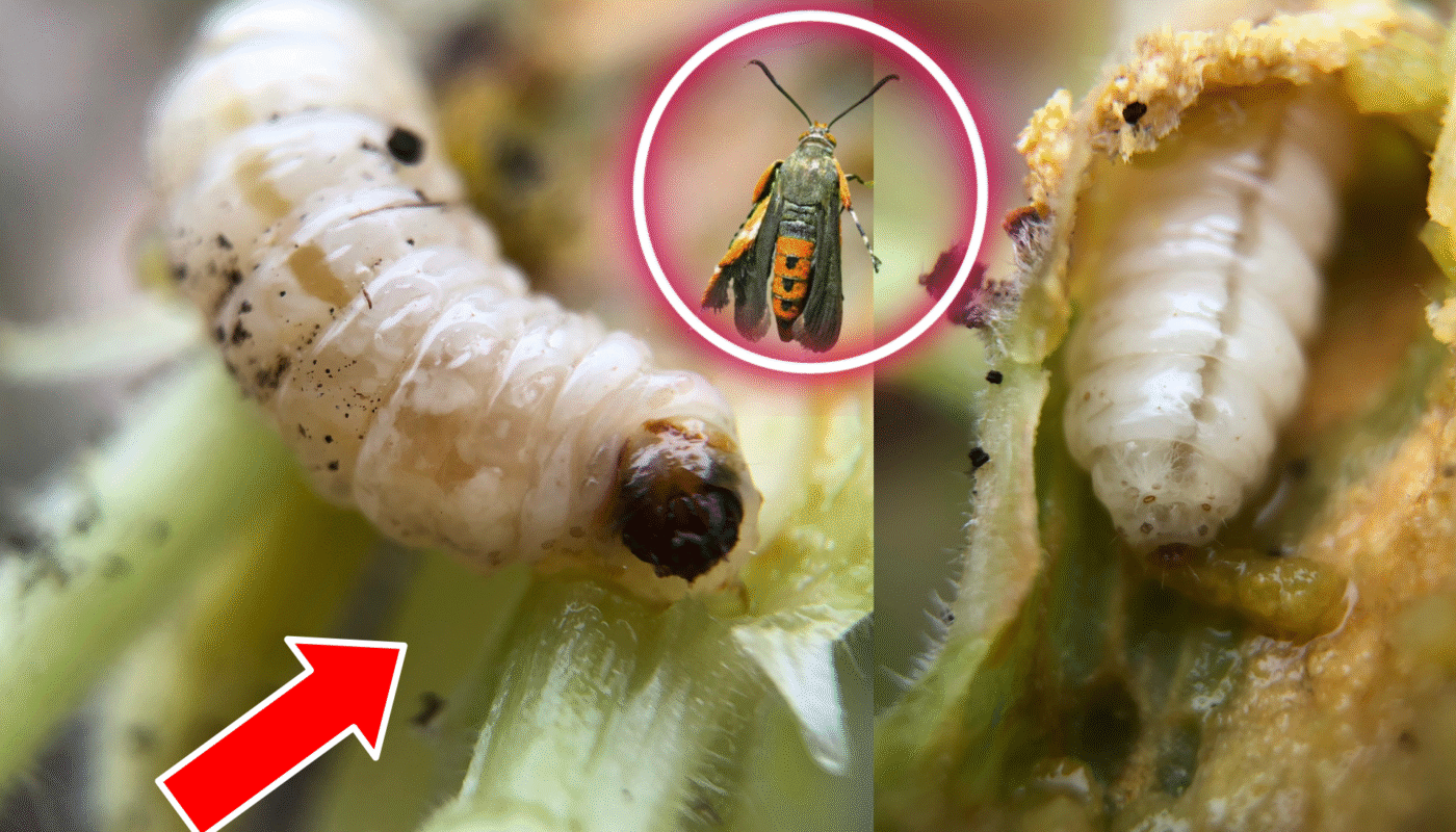 How to Prevent and Get Rid of Squash Vine Borers