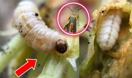 How to Prevent and Get Rid of Squash Vine Borers