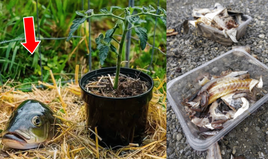 How to Use Fish Scrap: Most Effective Natural Fertilizer For Your Garden