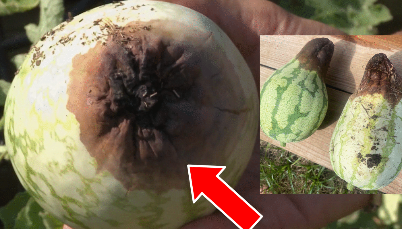 Watermelon blossom End Rot