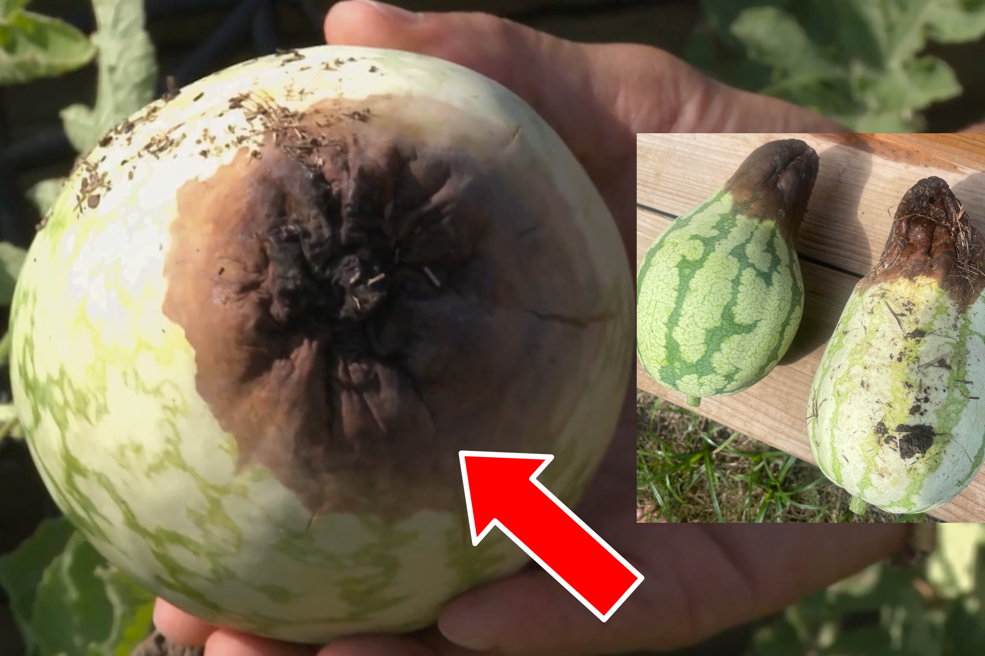 Watermelon blossom End Rot