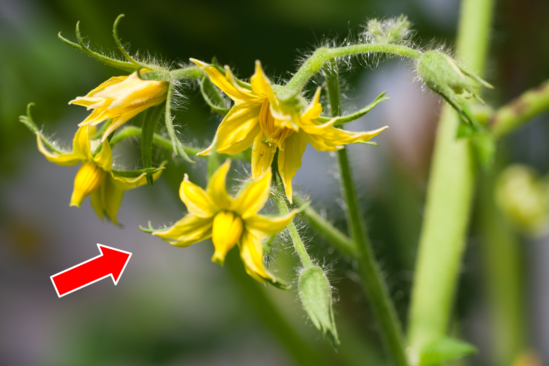 Why Your Tomato Plants Are Not Bearing Fruits and What to Do