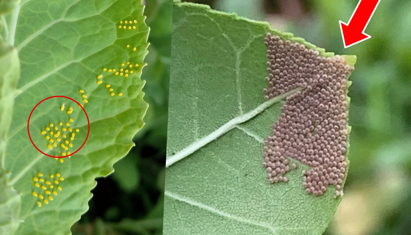 Butterfly eggs