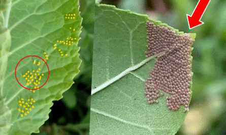 Butterfly eggs