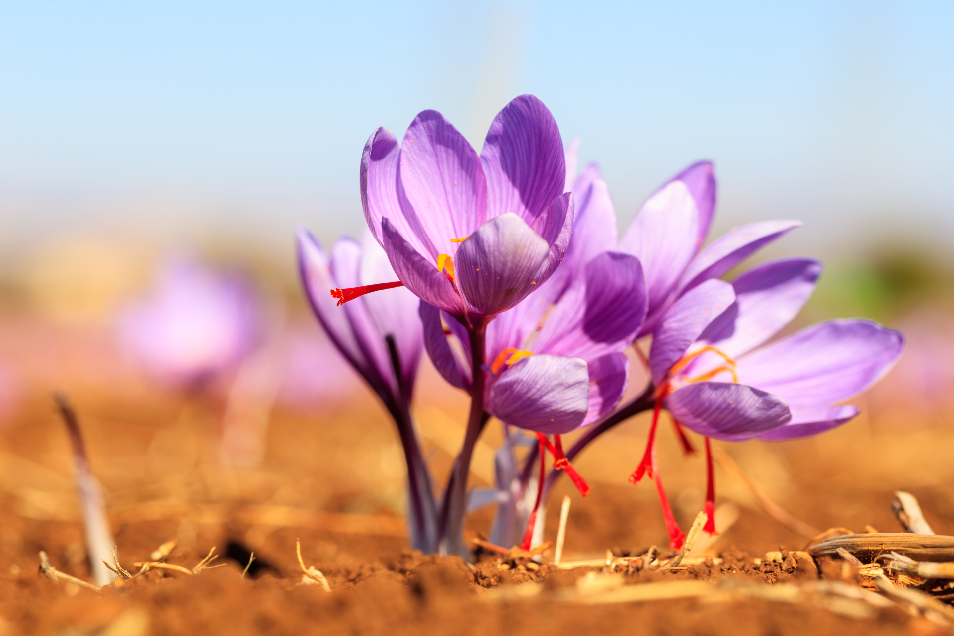 How to Grow Saffron at Home